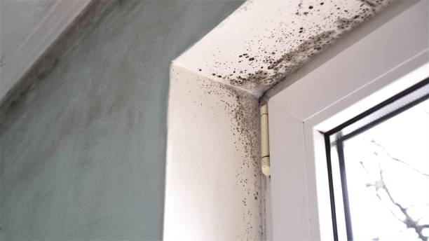 Forensic Mold Investigation in Farmington, NM