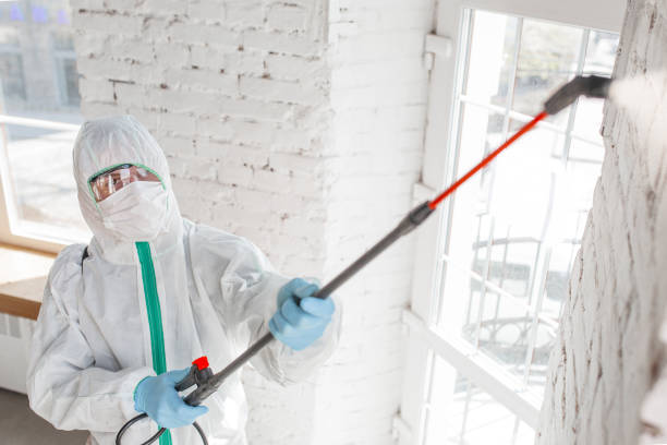 Best Basement Mold Removal  in Farmington, NM