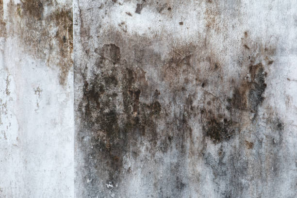 Professional Mold Removal in Farmington, NM