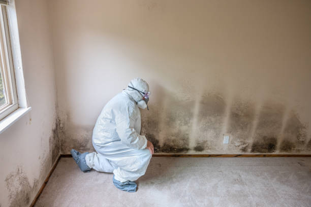 Best Attic Mold Removal  in Farmington, NM