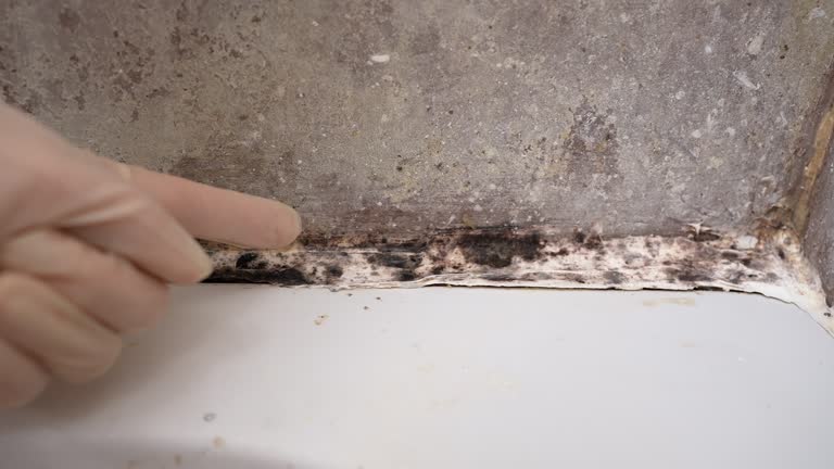 Best Mold Removal for HVAC Installations  in Farmington, NM